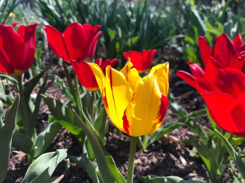The Flowers of Mount&nbsp;Vernon